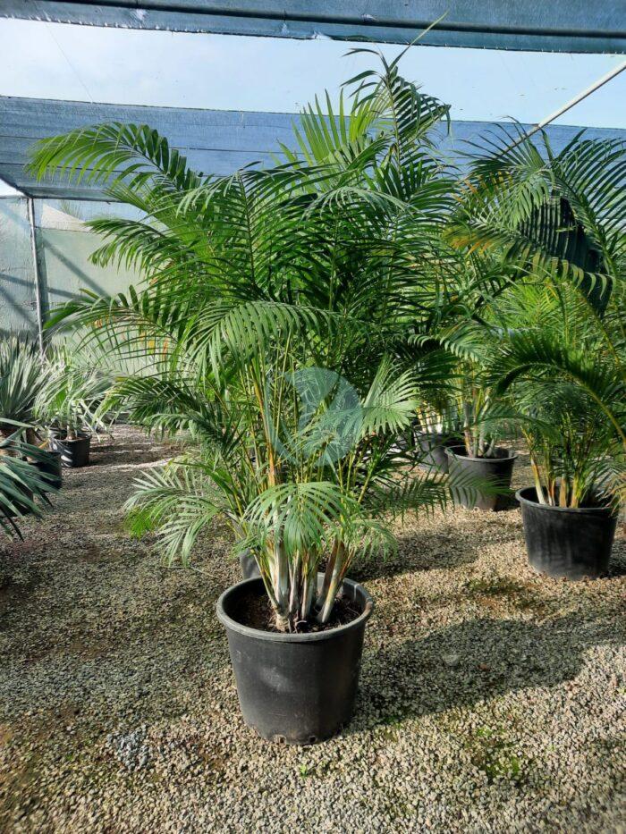 dypsis lutescens areca maroc