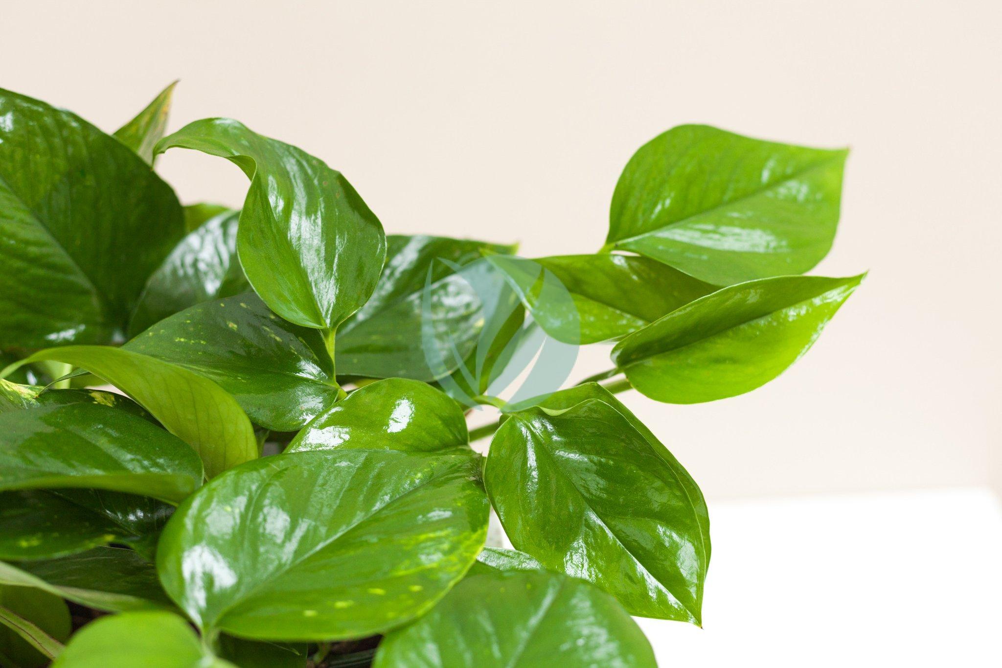 epipremnum ptotos maroc clorofila