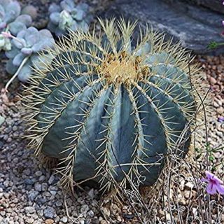ferocactus-glaucescens-maroc.jpg