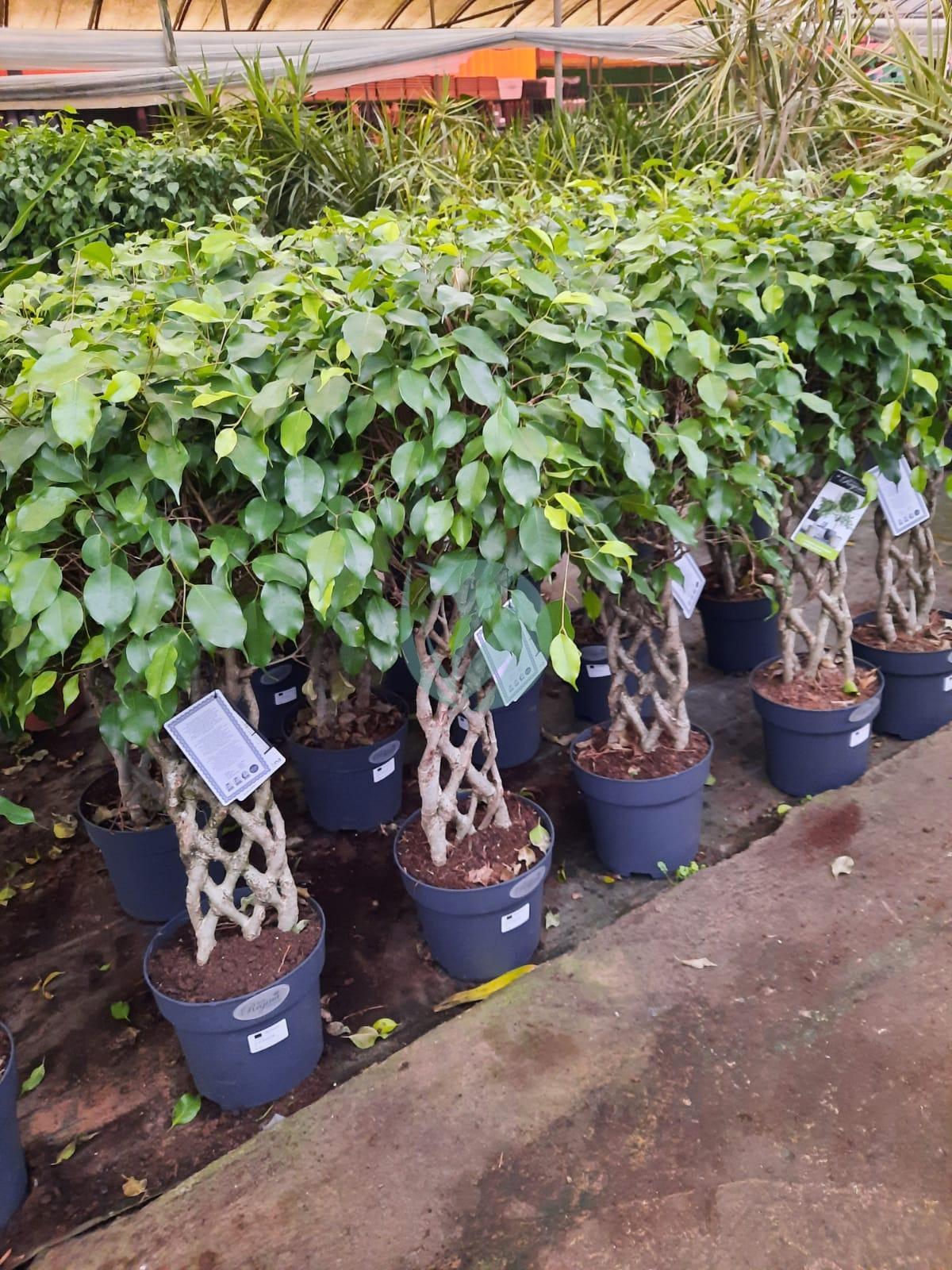 ficus benjamina cage maroc