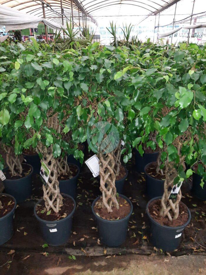 ficus benjamina cage maroc