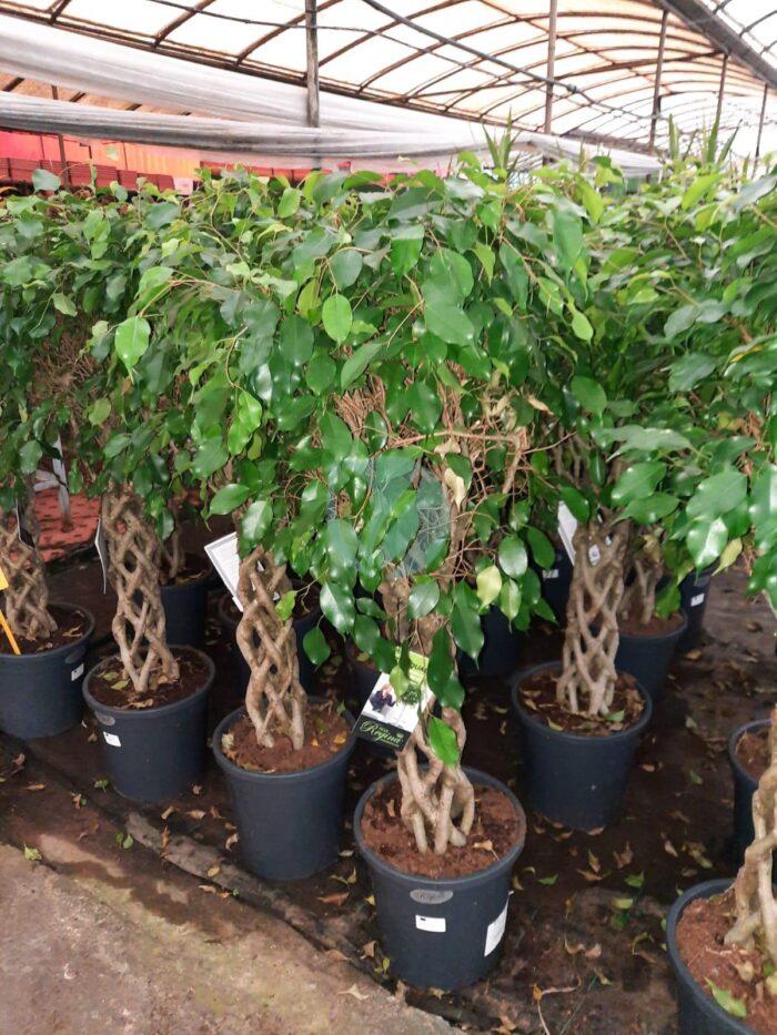 ficus benjamina cage maroc