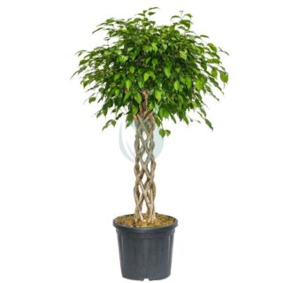 ficus-benjamina-cage-maroc.jpeg