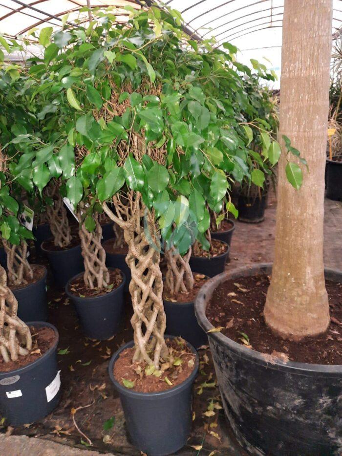 ficus benjamina cage maroc