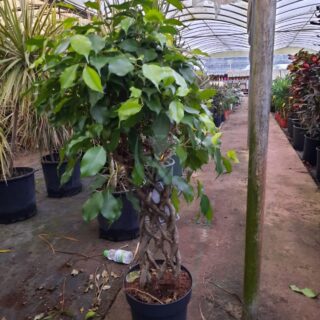 ficus-benjamina-cage-maroc-5.jpeg