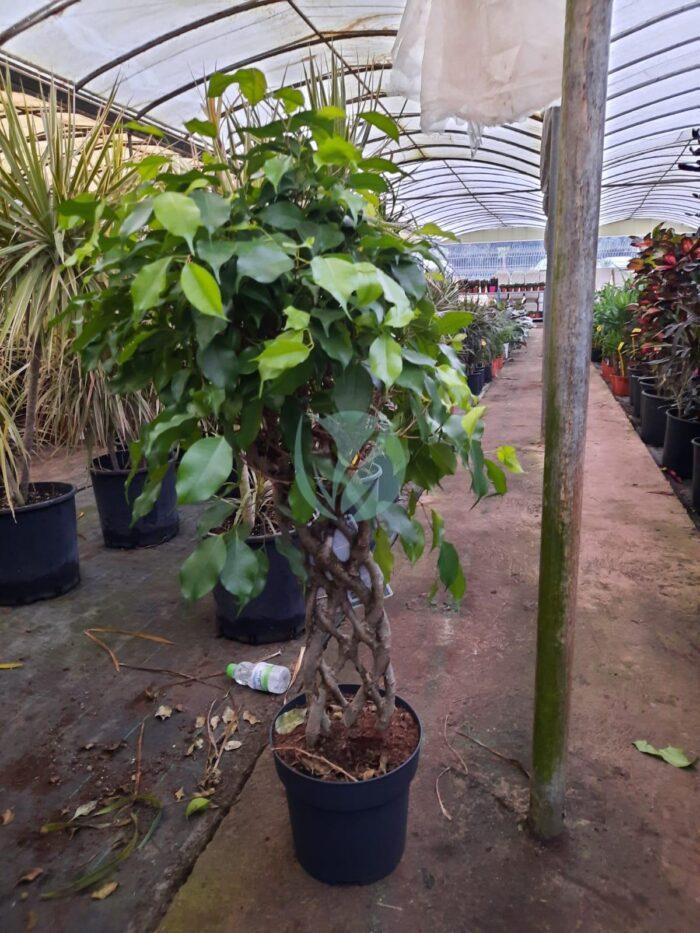 ficus benjamina cage maroc