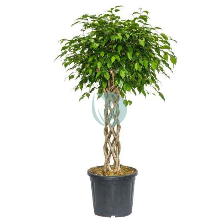 ficus benjamina cage maroc