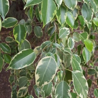 ficus-benjamina-panache-maroc-casablanca-marrakech.jpeg