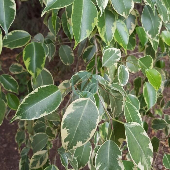 ficus benjamina panache maroc casablanca marrakech