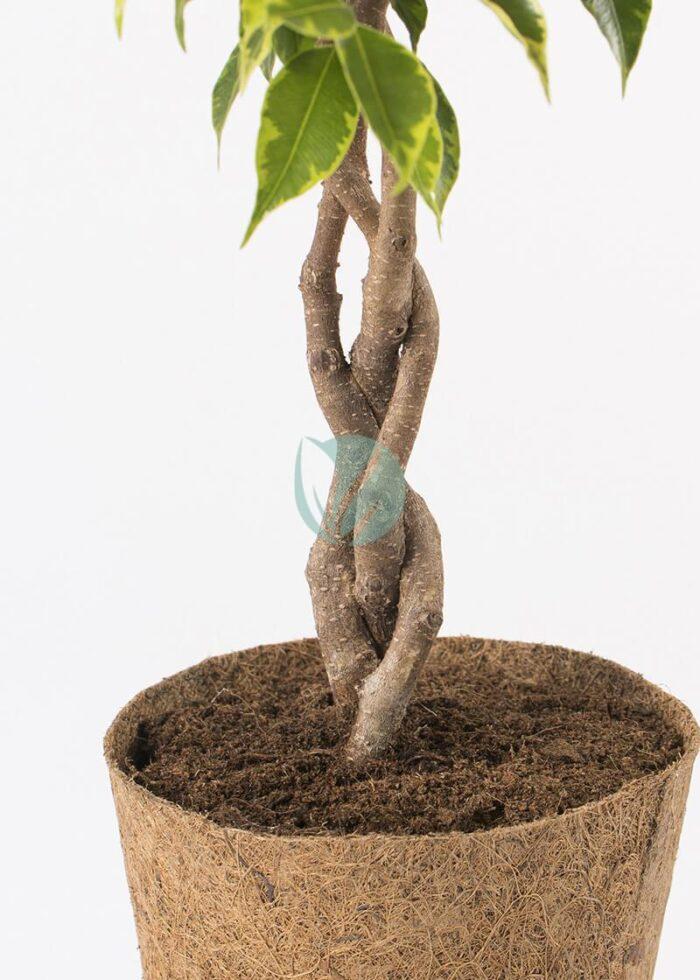 ficus benjamina tresse