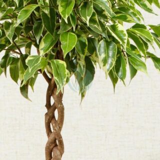 ficus-benjamina-tresse-clorofila.jpeg