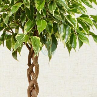 Ficus microcarpa bonsai - Clorofila