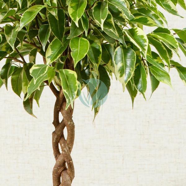 ficus benjamina tresse clorofila