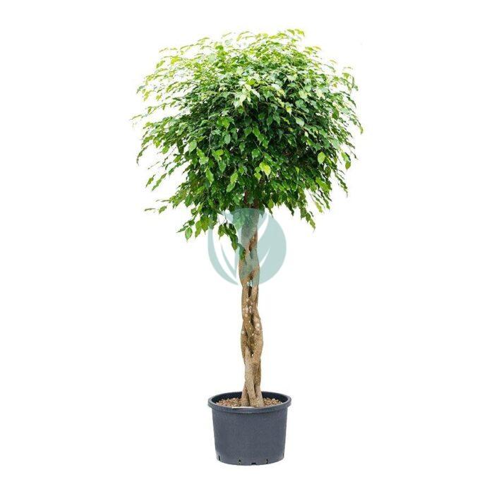 ficus benjamina tresse maroc