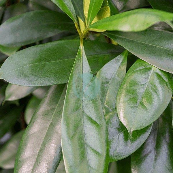 ficus cyathistipula maroc