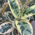 ficus elastica variegata maroc