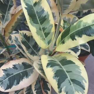 ficus-elastica-variegata-maroc.jpeg