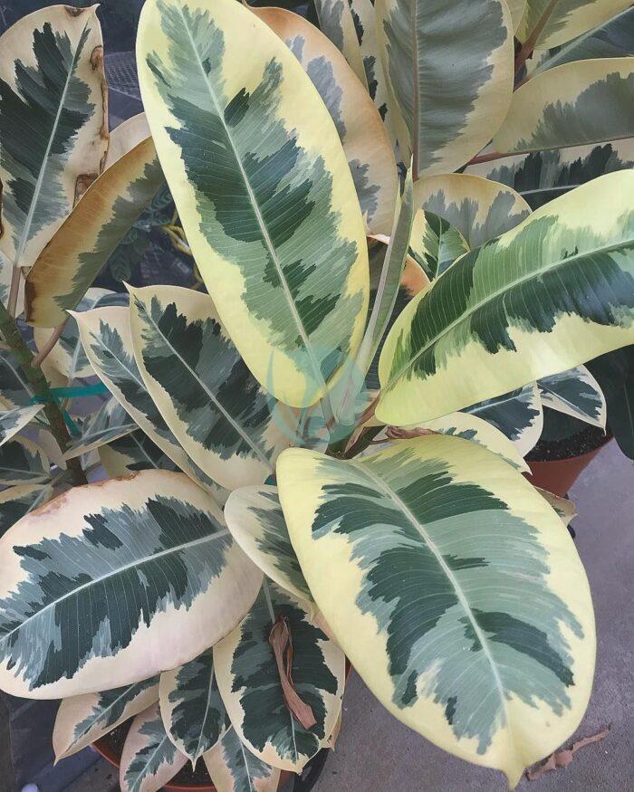 ficus elastica variegata maroc