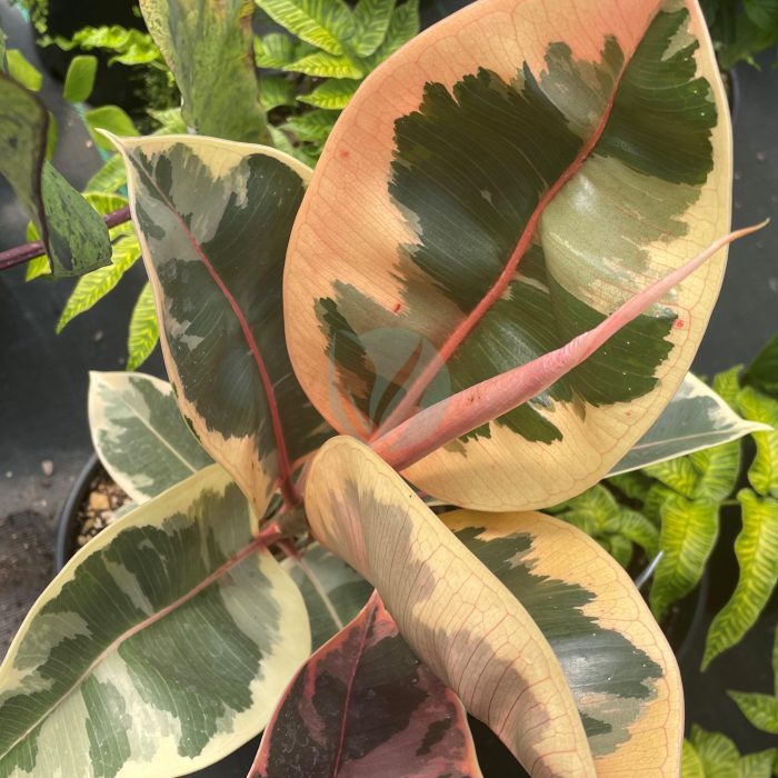ficus elastica variegata maroc clorofila