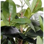 ficus elastica vert maroc clorofila