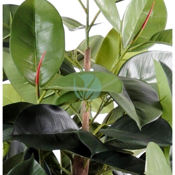 ficus elastica vert maroc clorofila