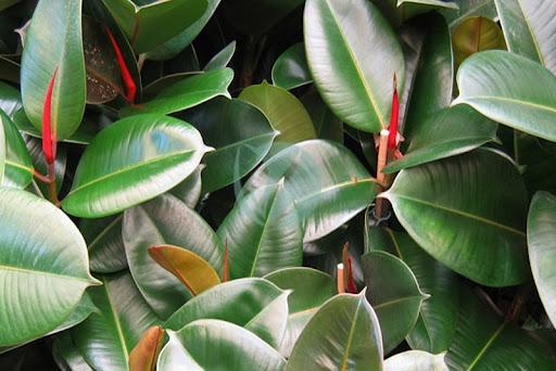 ficus elastica vert maroc