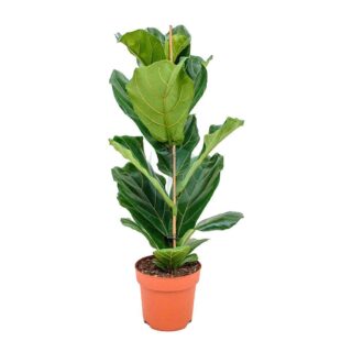 ficus-lyrata-maroc.jpeg