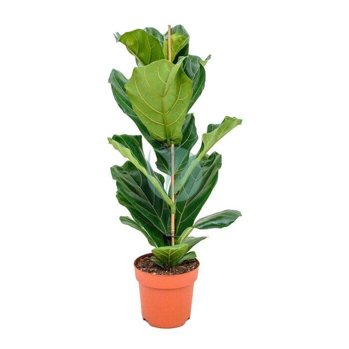 ficus lyrata maroc