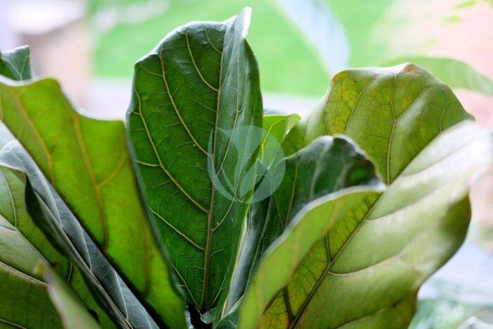 ficus lyrata maroc clorofila