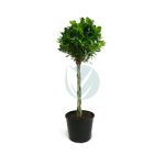 ficus moclame tresse clorofila