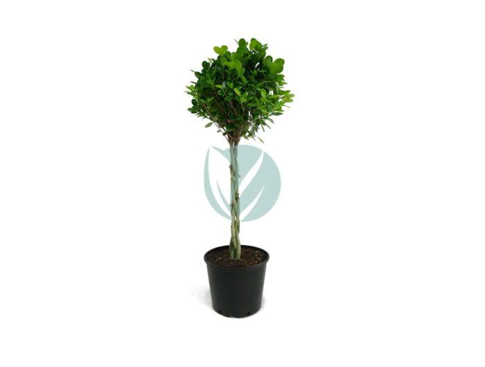 ficus moclame tresse clorofila