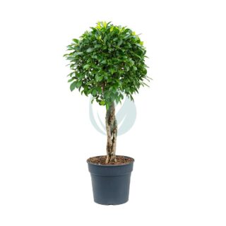 ficus-nitida-tresse-1.jpg