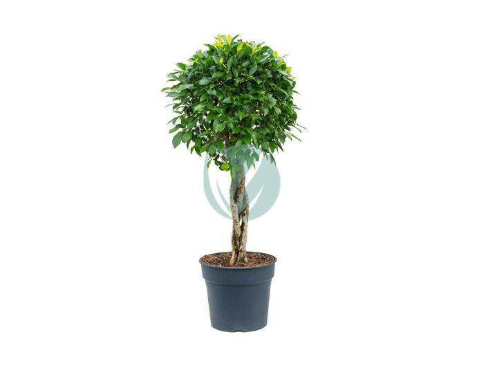 ficus nitida tresse