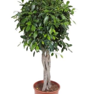 ficus-nitida-tresse.jpeg
