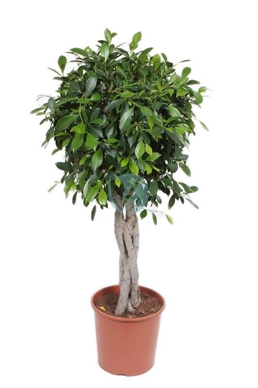 ficus nitida tresse