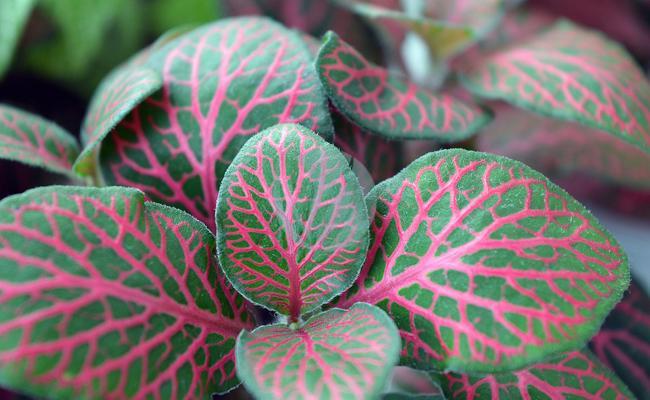 fittonia verschaffeltii maroc