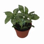 fittonia verte maroc
