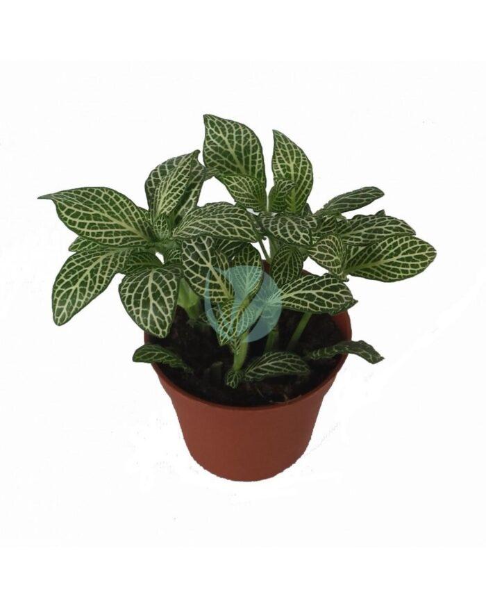 fittonia verte maroc