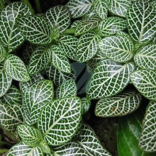 fittonia-verte-maroc-clorofila.jpeg