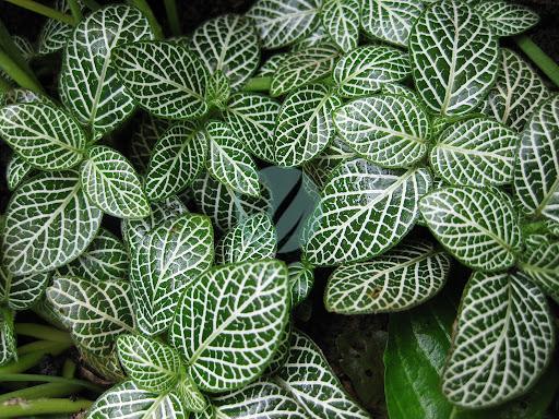 fittonia verte maroc clorofila