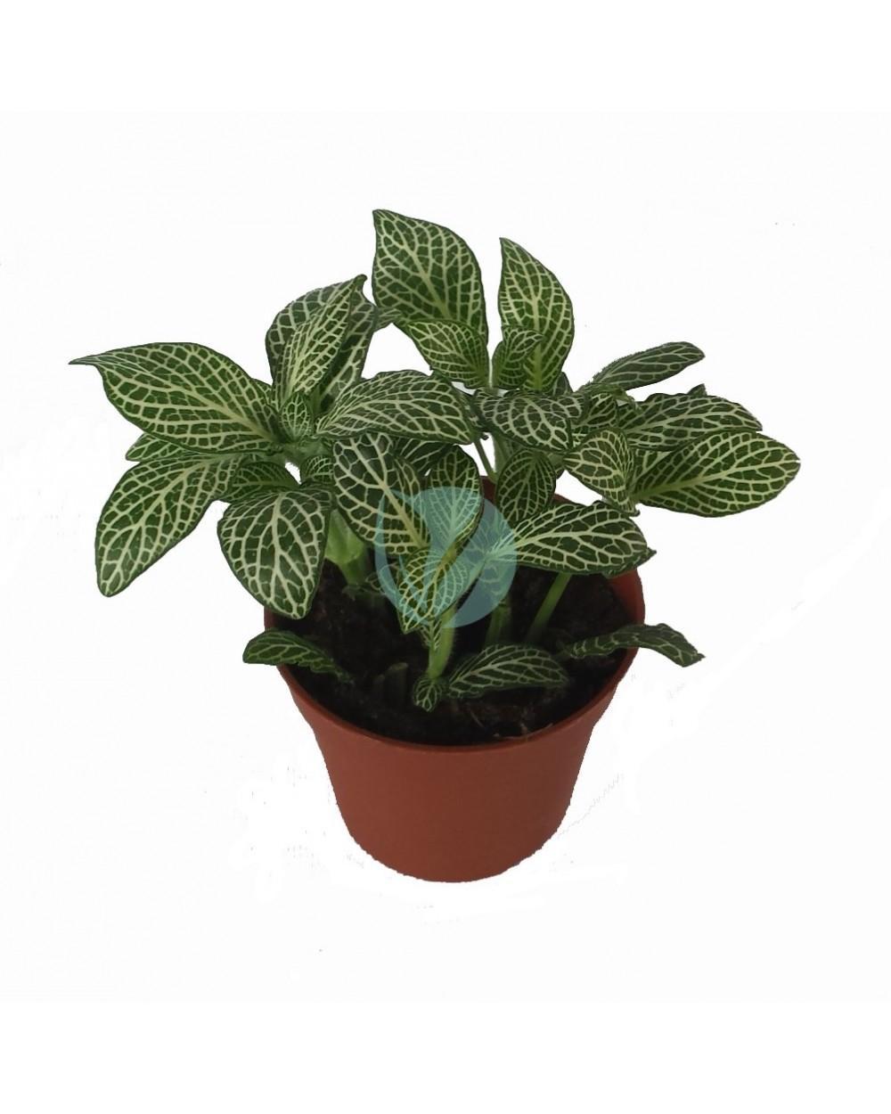 fittonia verte maroc