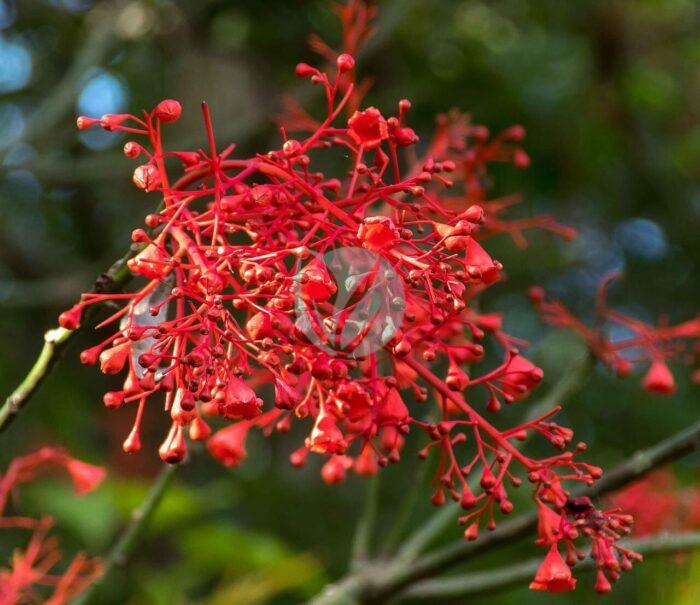 flame tree