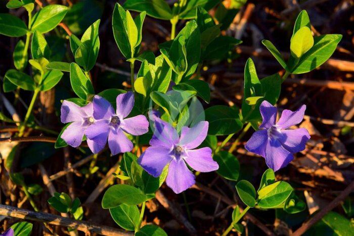 flowers