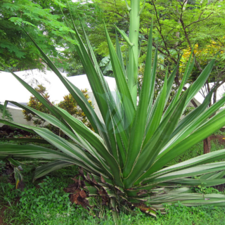 foetida-Furcraea-maroc-clorofila.png