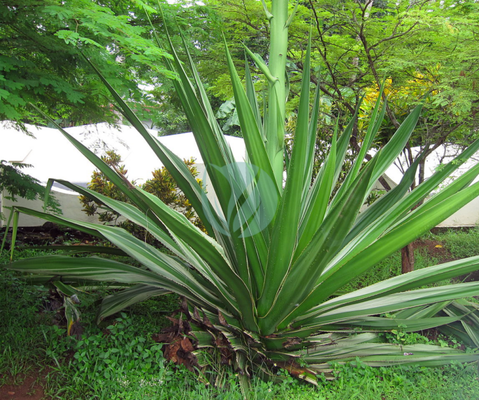 foetida Furcraea maroc clorofila