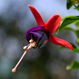 fuchsia-flowers-purple.jpg