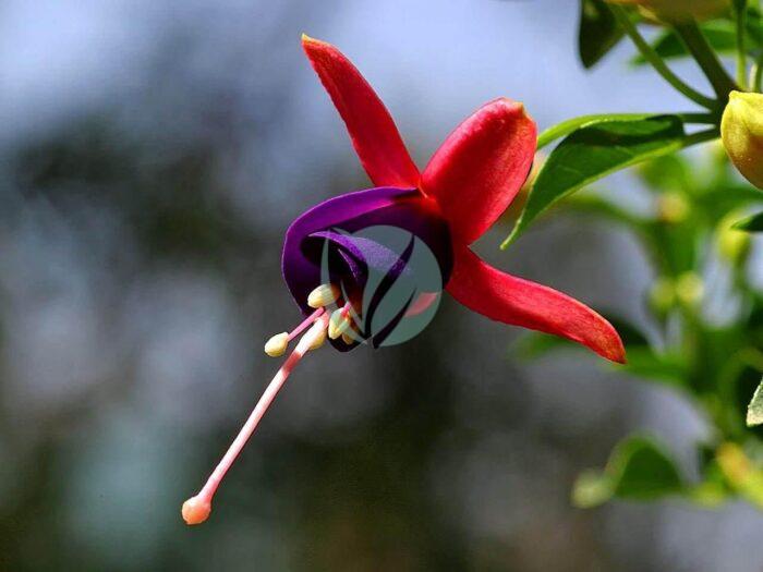 fuchsia flowers purple