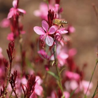 gaura-lindheimeri-4431739_1280.jpg