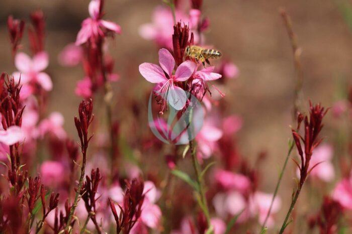 gaura lindheimeri