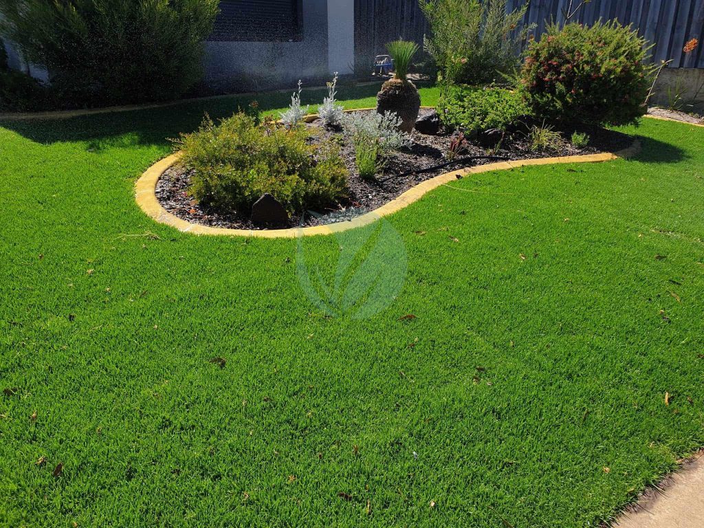 Gazon Kikuyu Clorofila